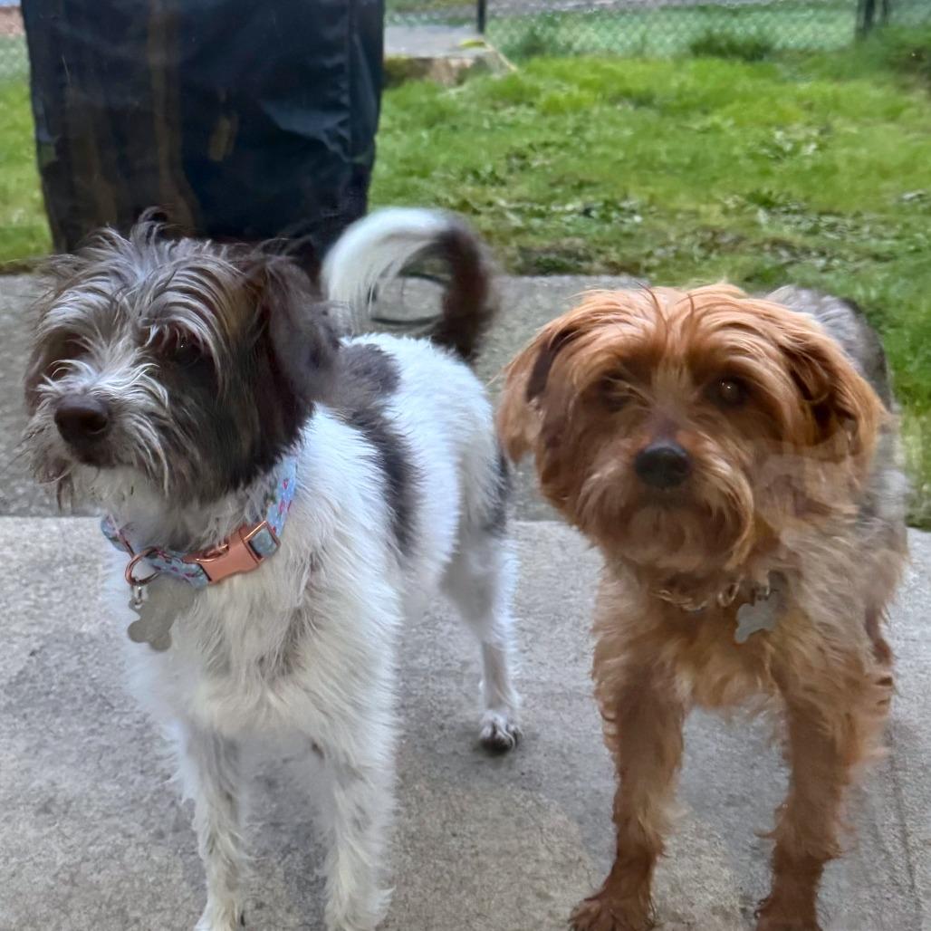 Sunny — thumbnail 2