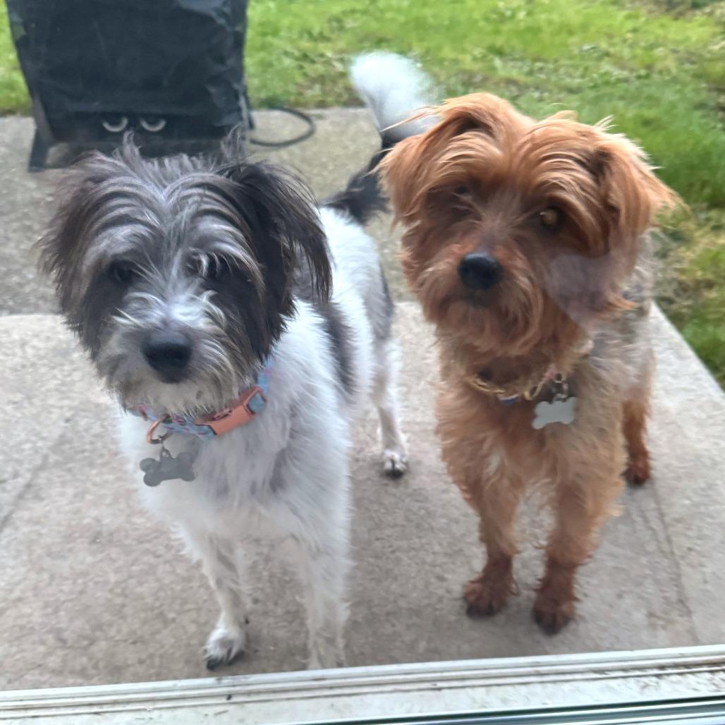 Sunny — thumbnail 3