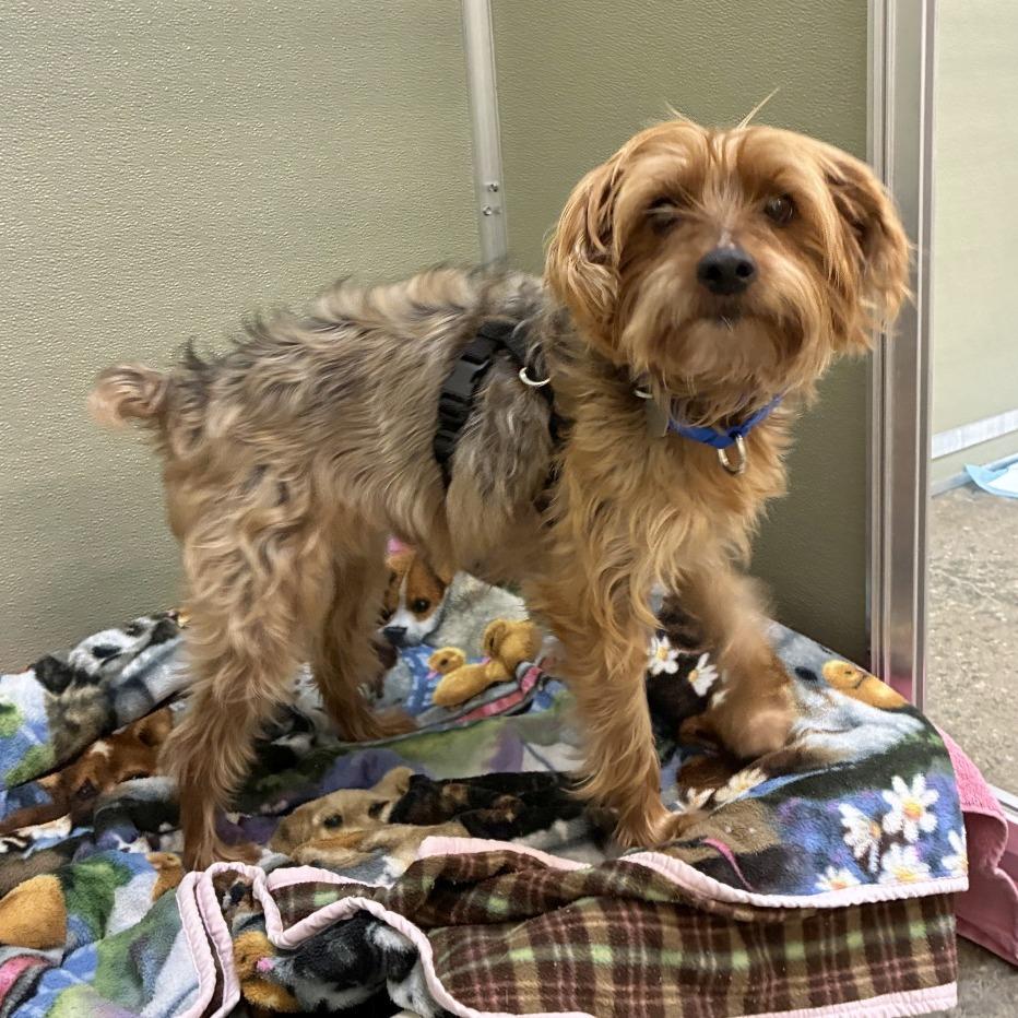 Sunny — thumbnail 4