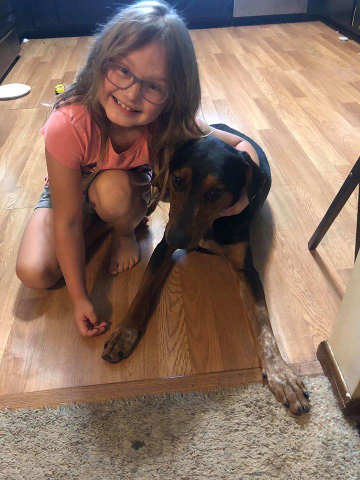 Dyno, Adoptable, Adult Male Doberman Pinscher.