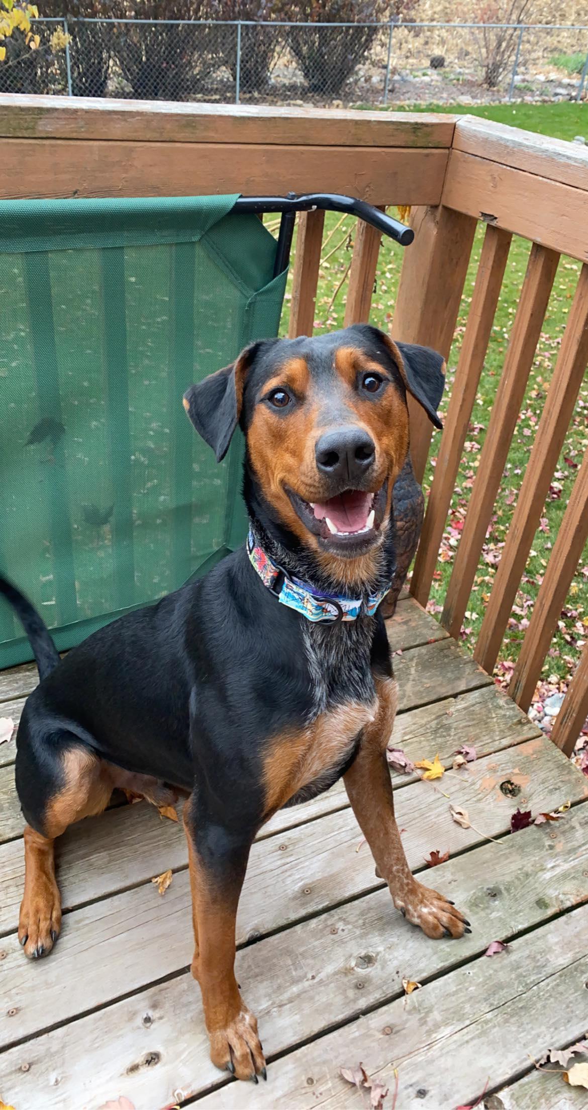 Enlarge Dyno, a Adoptable Doberman Pinscher in Buffalo, MN image 2/4