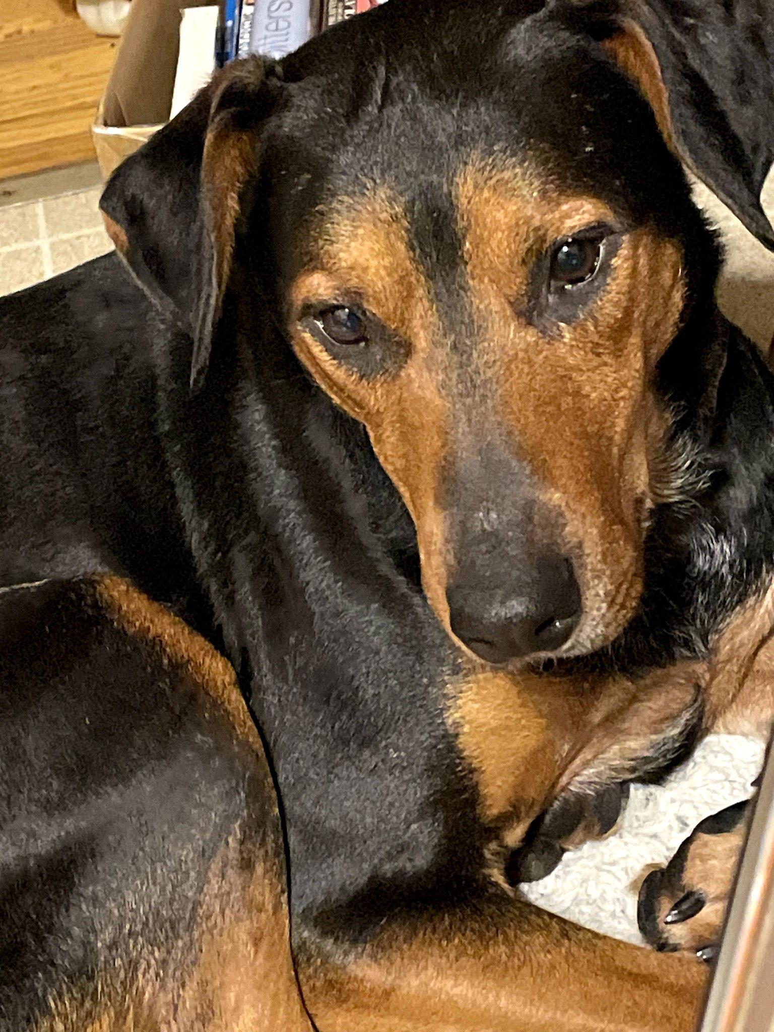 Enlarge Dyno, a Adoptable Doberman Pinscher in Buffalo, MN image 3/4