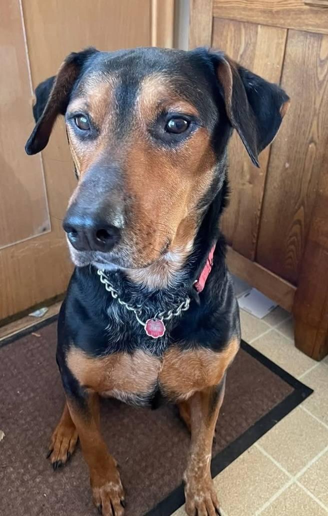 Dyno, Adoptable, Adult Male Doberman Pinscher.
