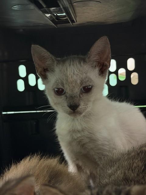 TOGAME, Adoptable, Kitten Male Domestic Short Hair.