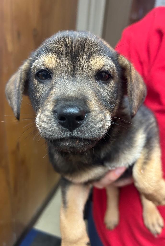 Enlarge Paul, a Adopted Shepherd in Benton, AR image 1/1