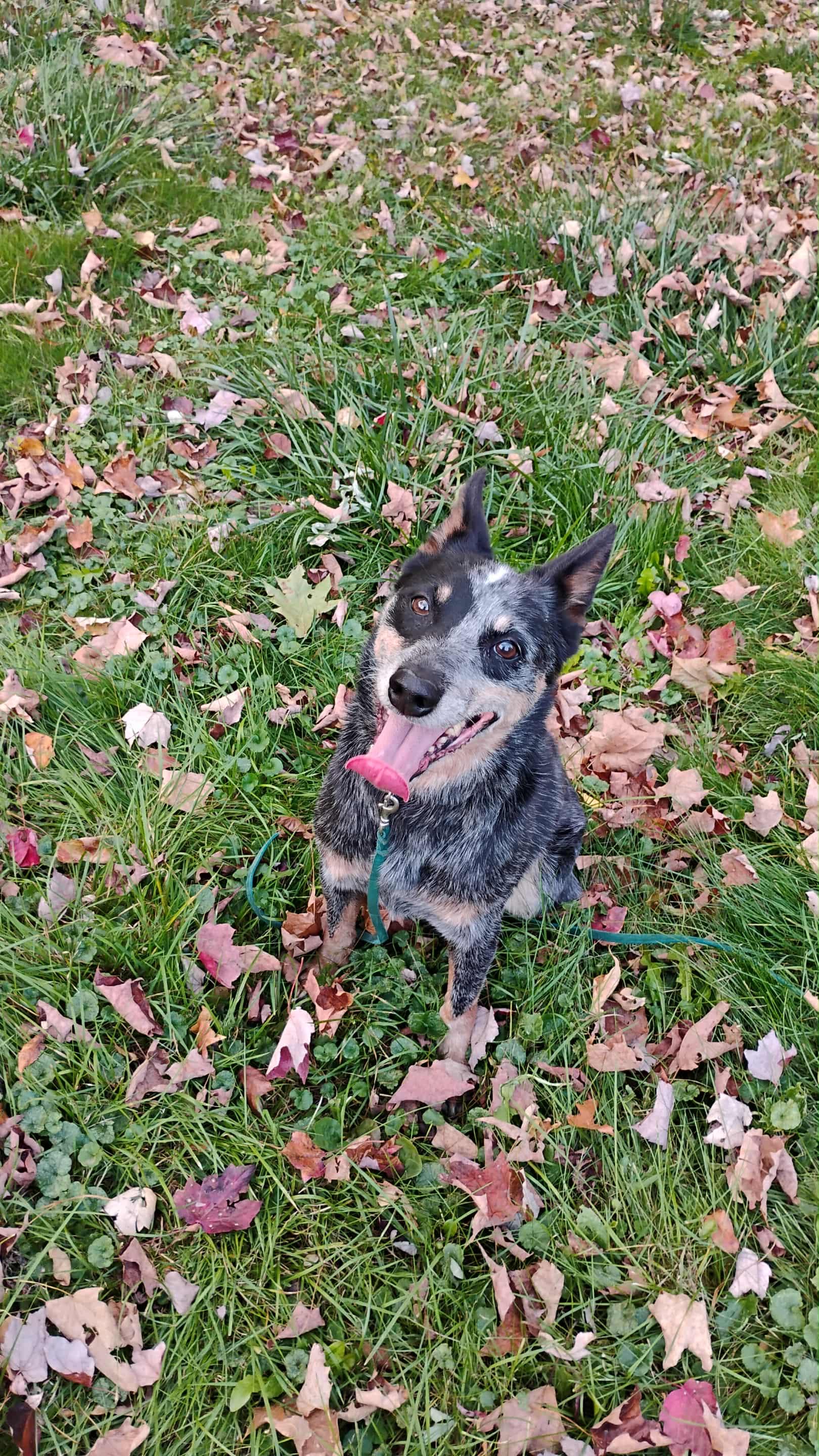 Ivy, an adoptable Australian Cattle Dog / Blue Heeler in Deerfield, NH, 03037 | Photo Image 1