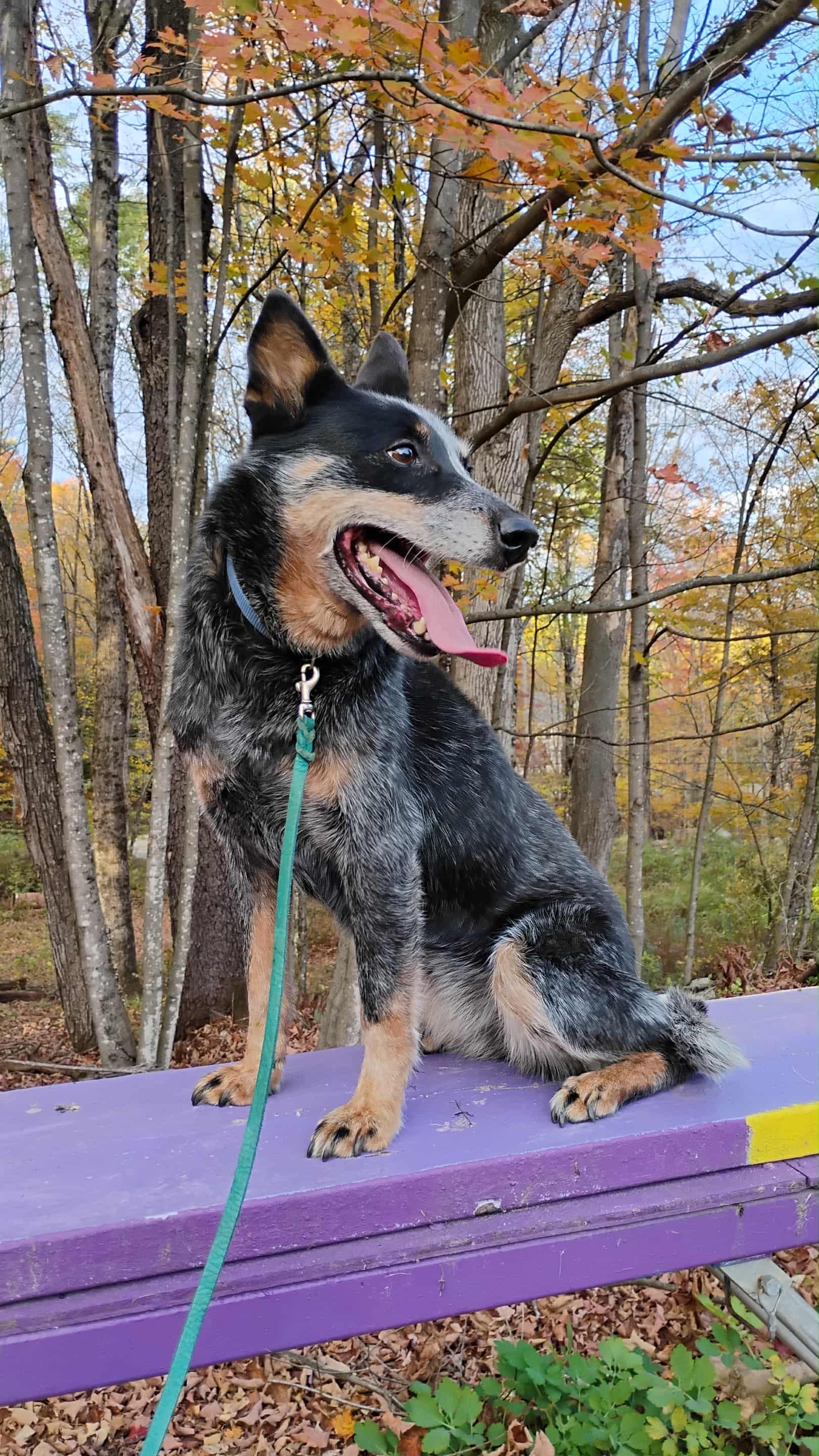 Ivy, an adoptable Australian Cattle Dog / Blue Heeler in Deerfield, NH, 03037 | Photo Image 4