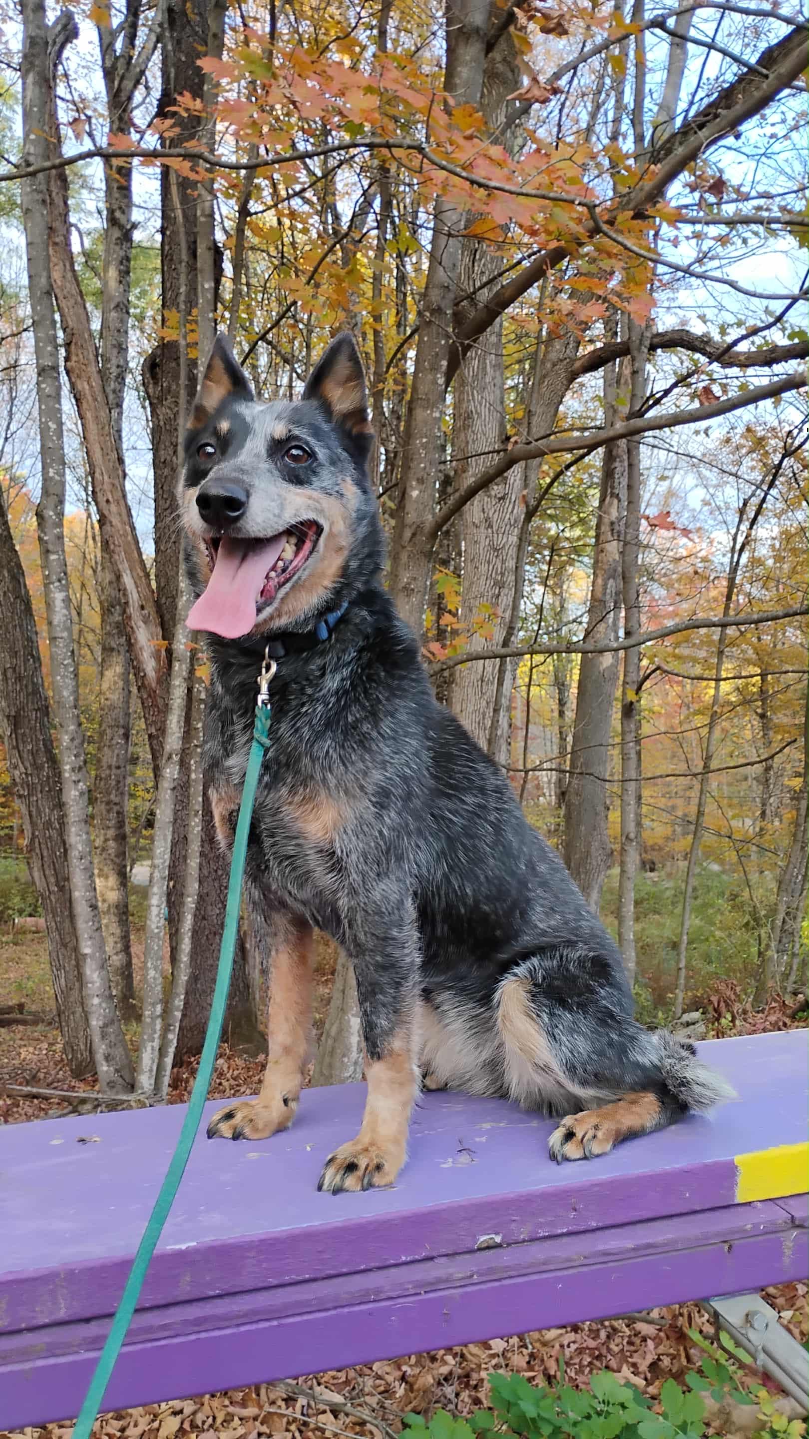 Ivy, a Adoptable Australian Cattle Dog / Blue Heeler in Deerfield, NH image 4/6