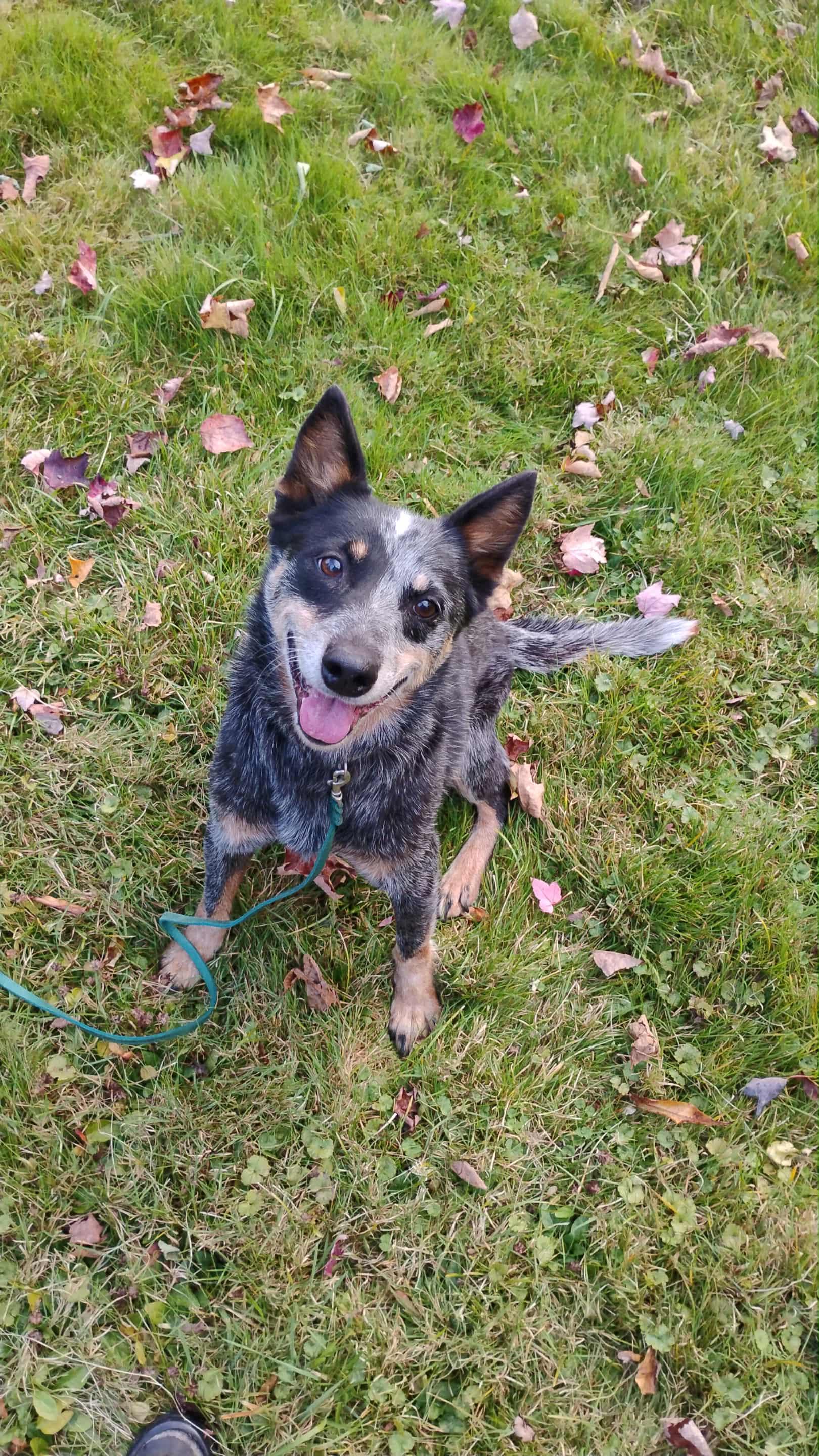 Ivy, an adoptable Australian Cattle Dog / Blue Heeler in Deerfield, NH, 03037 | Photo Image 5