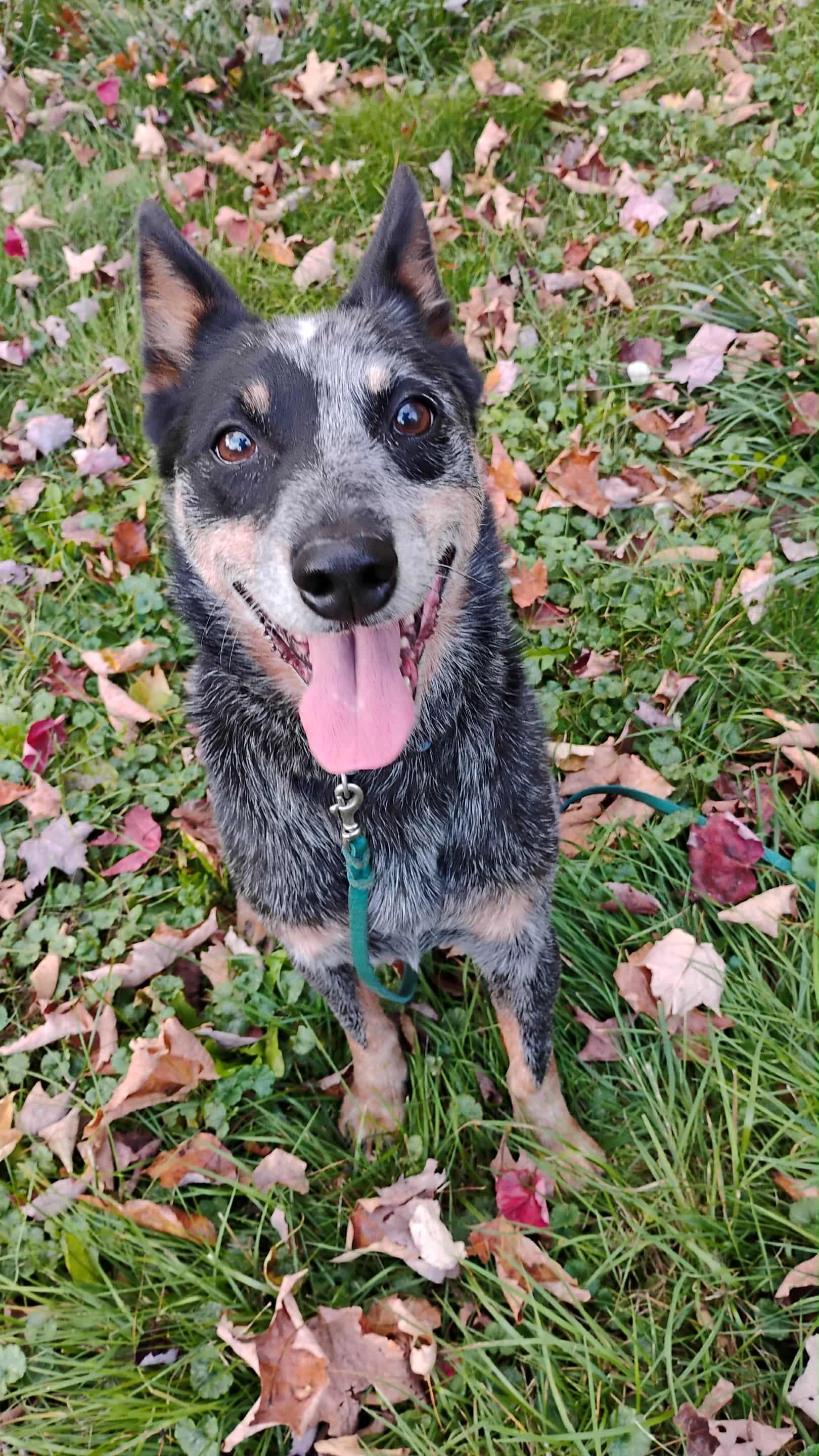 Ivy, an adoptable Australian Cattle Dog / Blue Heeler in Deerfield, NH, 03037 | Photo Image 2