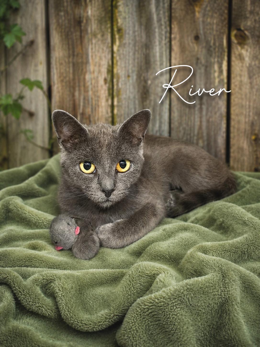 River, ADOPTABLE, Young Female Domestic Short Hair.