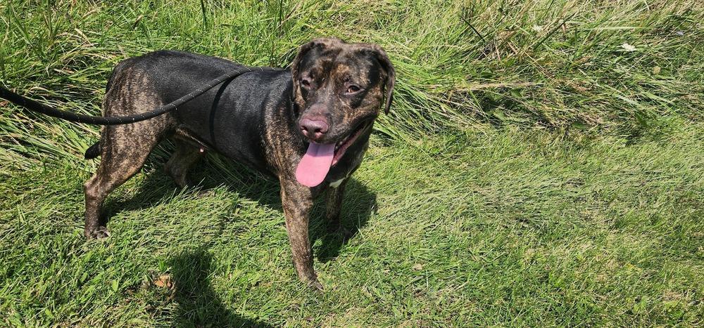 Enlarge NALA 216-26, a Adoptable mixed breed in Cambridge, OH image 3/3