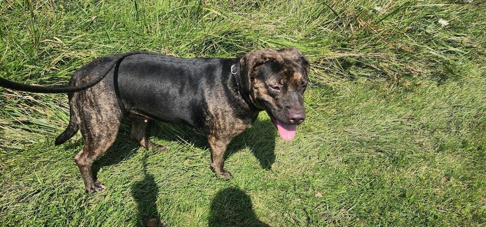 NALA 216-26, Adoptable, Young Male Rottweiler.