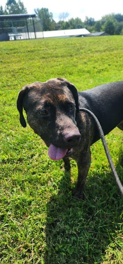 Enlarge NALA 216-26, a Adoptable mixed breed in Cambridge, OH image 2/3