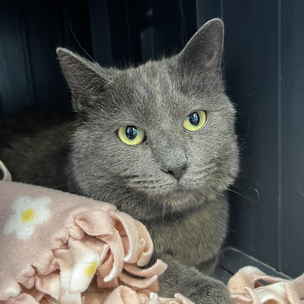 Weekday, Adoptable, Adult Male Domestic Short Hair.