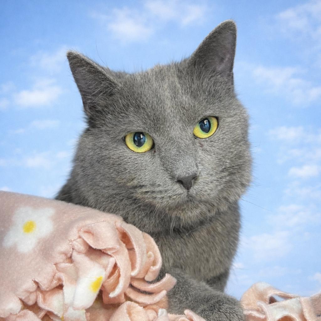 Enlarge Weekday, a Adoptable Domestic Short Hair in Fort Wayne, IN image 2/2