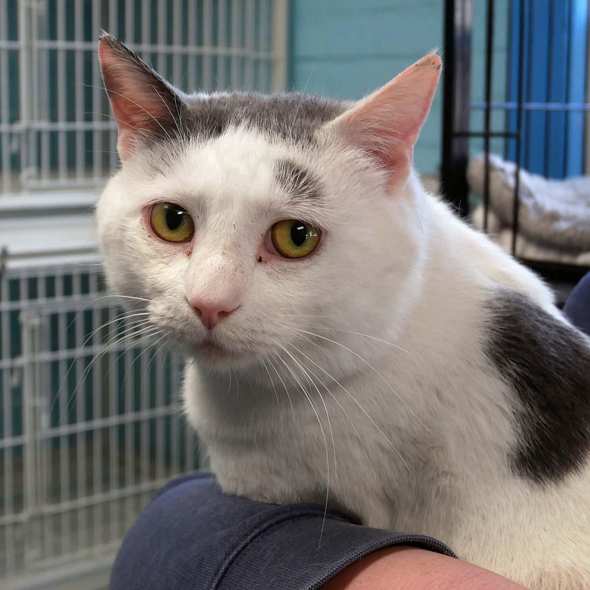 Breeze, a Adoptable Domestic Short Hair in Bloomingdale, NJ image 1/4