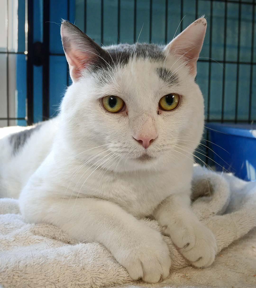 Breeze, a Adoptable Domestic Short Hair in Bloomingdale, NJ image 2/4