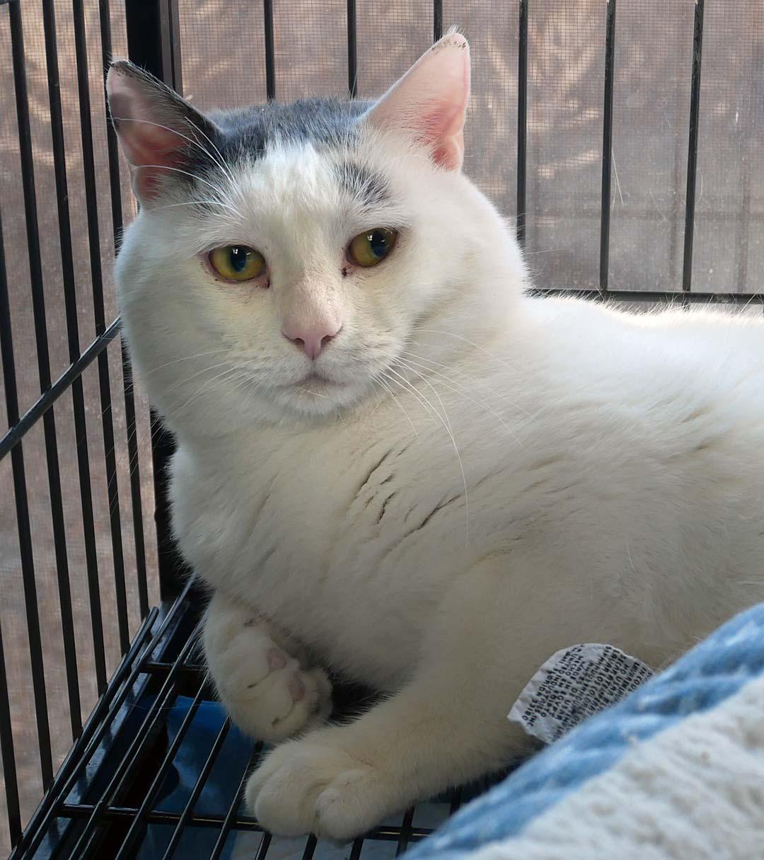 Breeze, a Adoptable Domestic Short Hair in Bloomingdale, NJ image 3/4