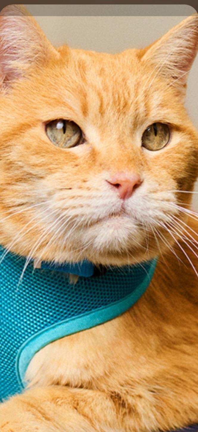 Patrick, Adoptable, Young Male Domestic Short Hair.