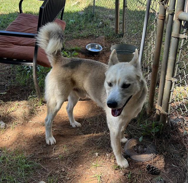 Enlarge Zephyr, a Adoptable mixed breed in Carrollton, GA image 1/3