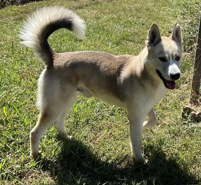Enlarge Zephyr, a Adoptable mixed breed in Carrollton, GA image 2/3