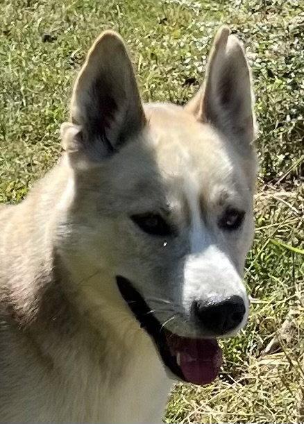 Enlarge Zephyr, a Adoptable mixed breed in Carrollton, GA image 3/3
