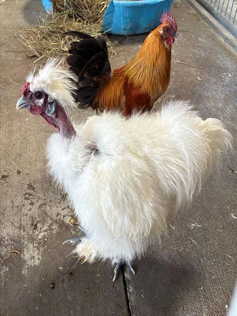 PITA, Adoptable, Baby Male Chicken.