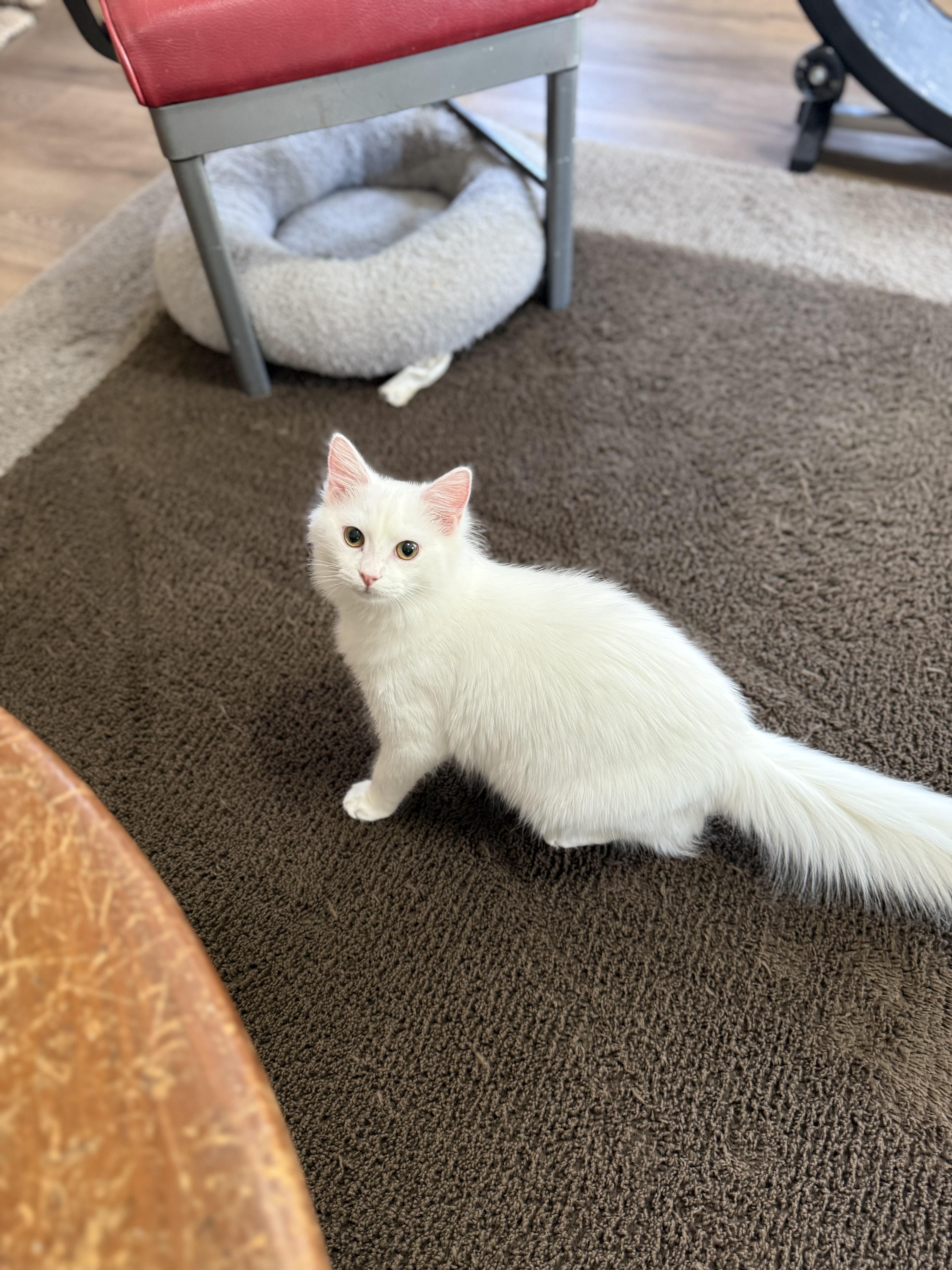 Fuji, Adoptable, Young Male American Shorthair & Domestic Long Hair.