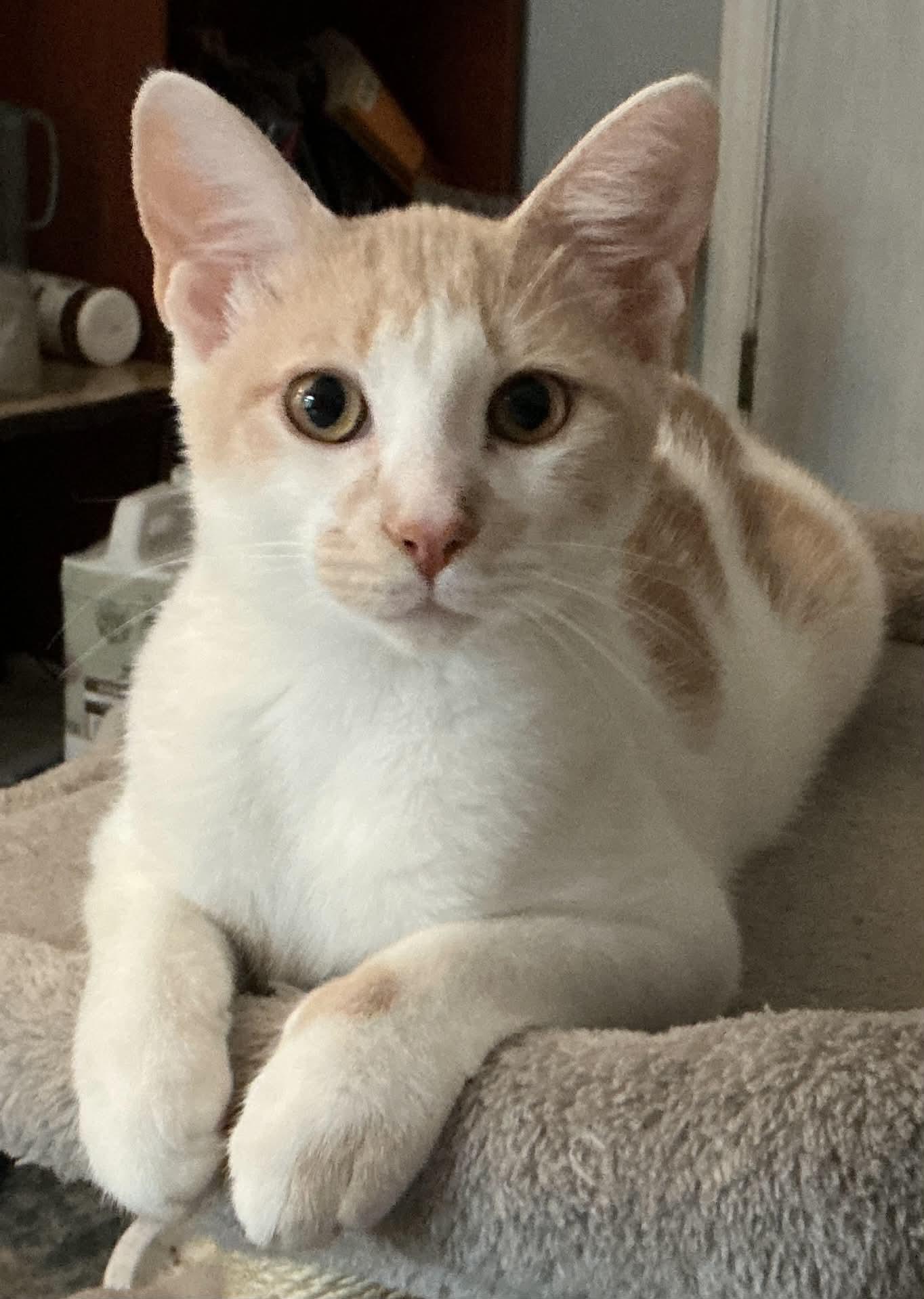 Brie, Adoptable, Young Female Domestic Short Hair.
