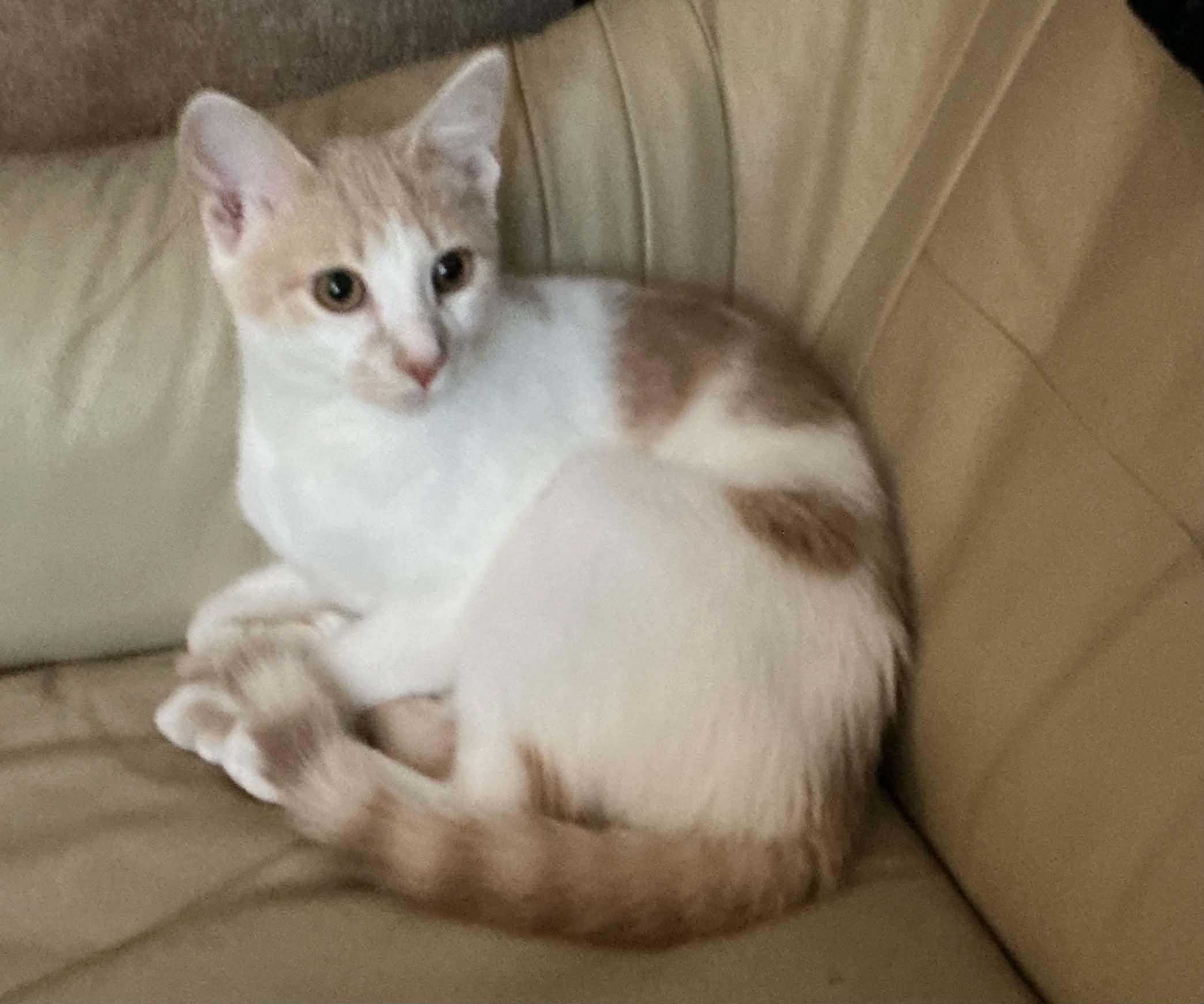 Enlarge Brie, a Adoptable Domestic Short Hair in Crystal Lake, IL image 3/3