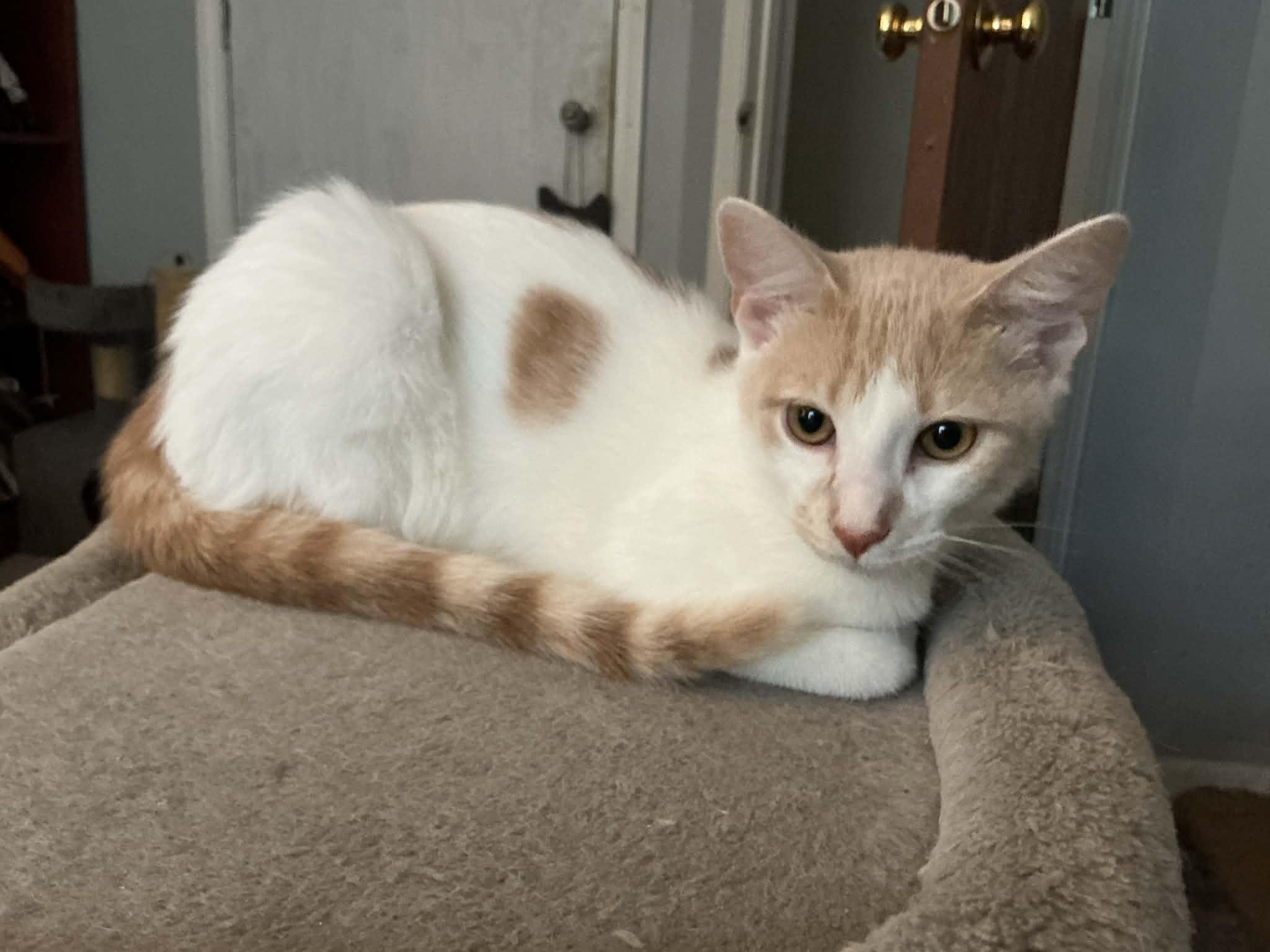 Enlarge Brie, a Adoptable Domestic Short Hair in Crystal Lake, IL image 2/3