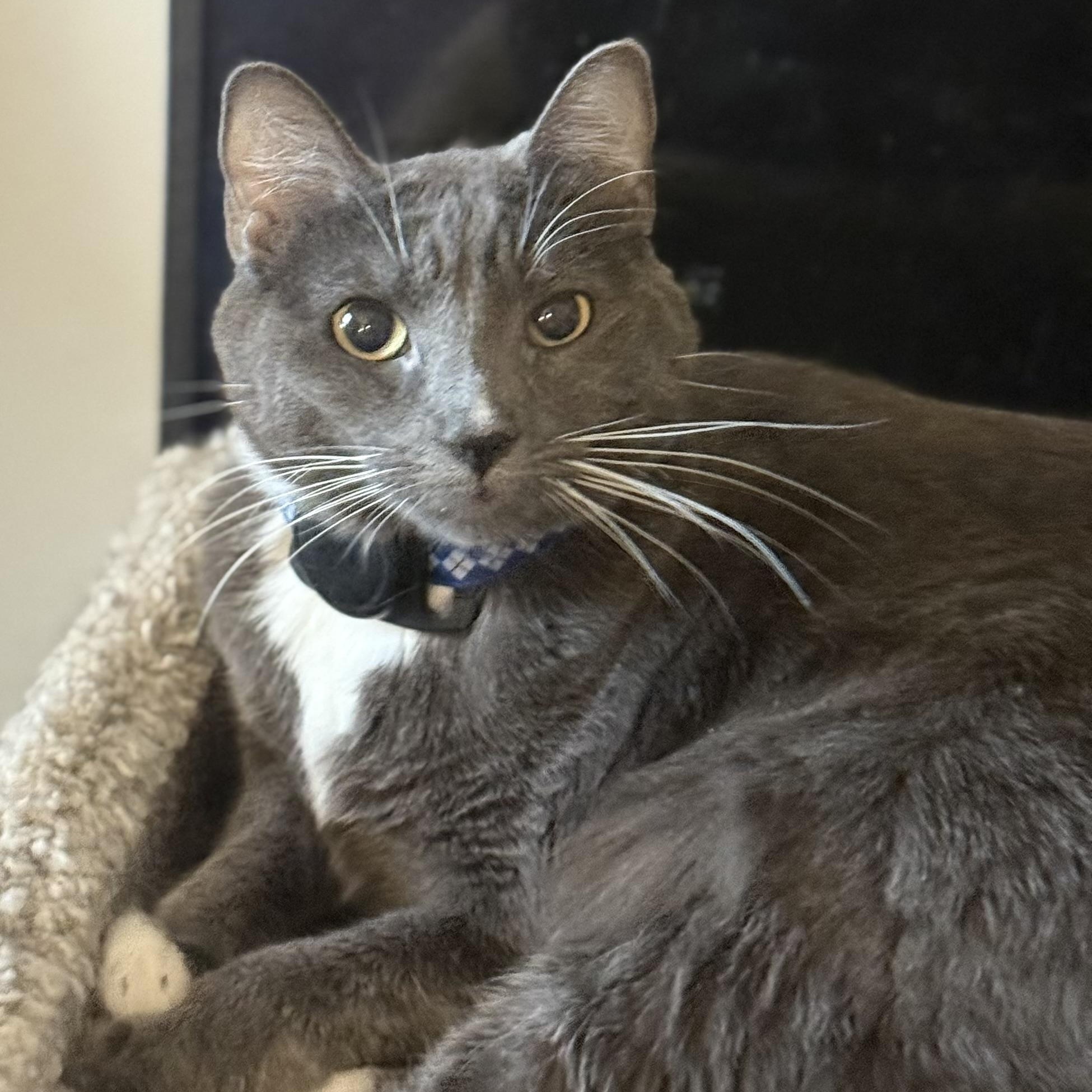 Darjeeling, a ADOPTABLE mixed breed in Sherman Oaks, CA image 4/6