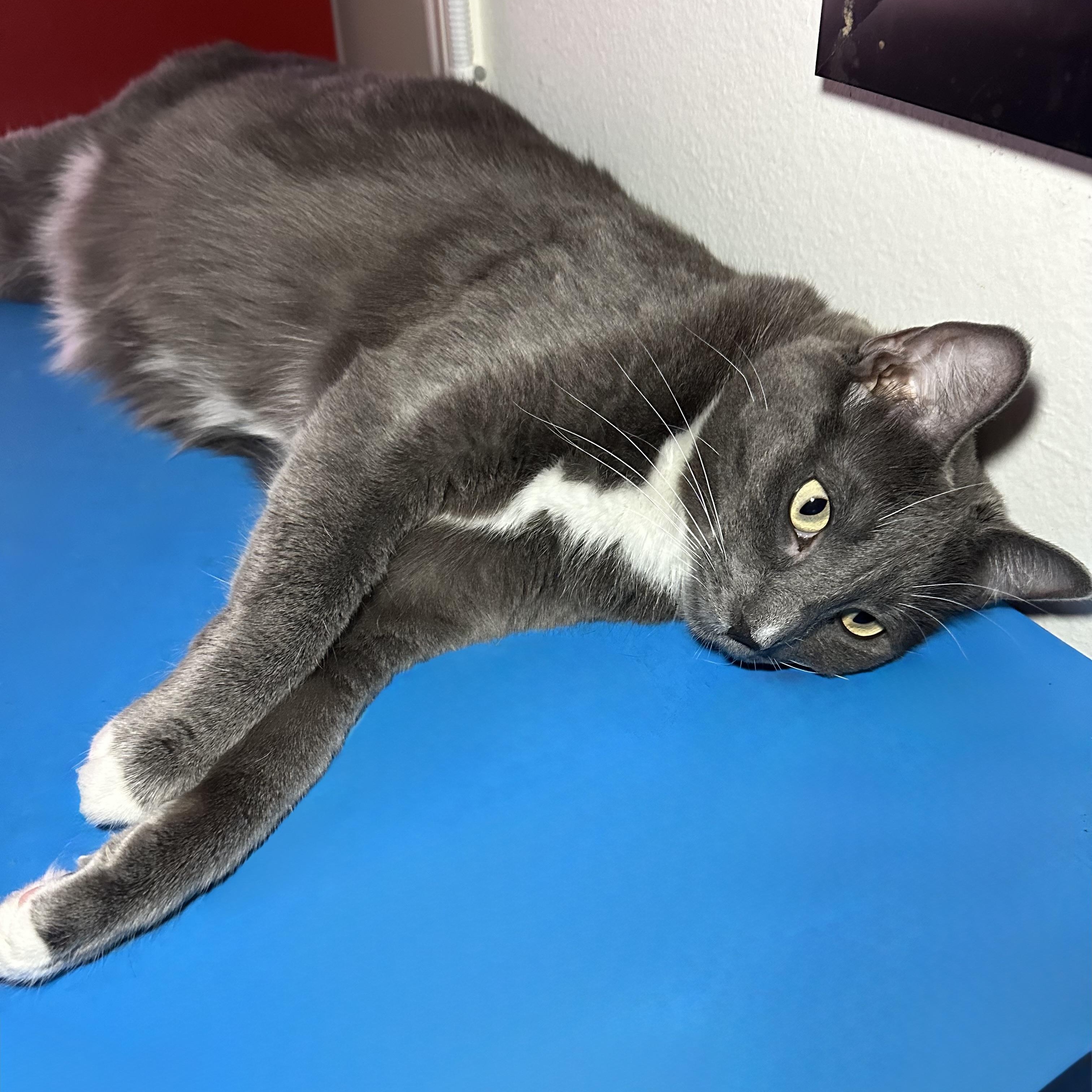 Darjeeling, a ADOPTABLE mixed breed in Sherman Oaks, CA image 3/6