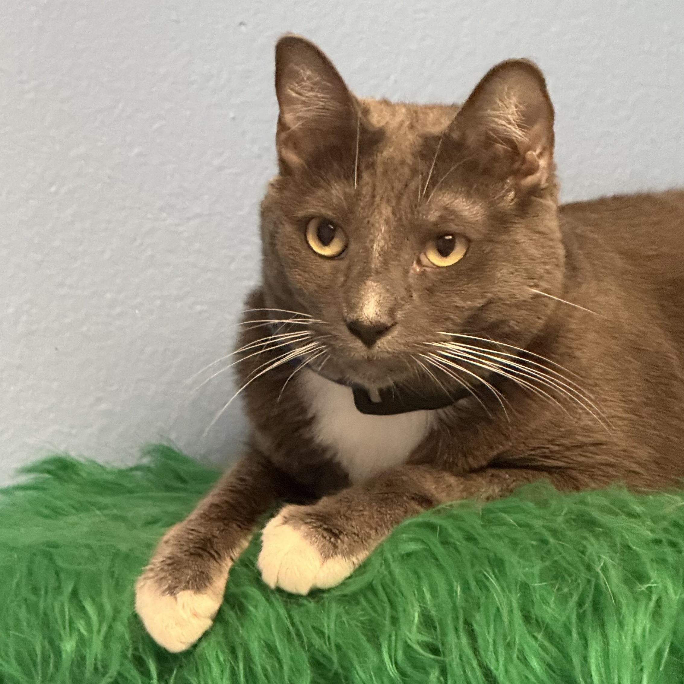 Darjeeling, a ADOPTABLE mixed breed in Sherman Oaks, CA image 5/6