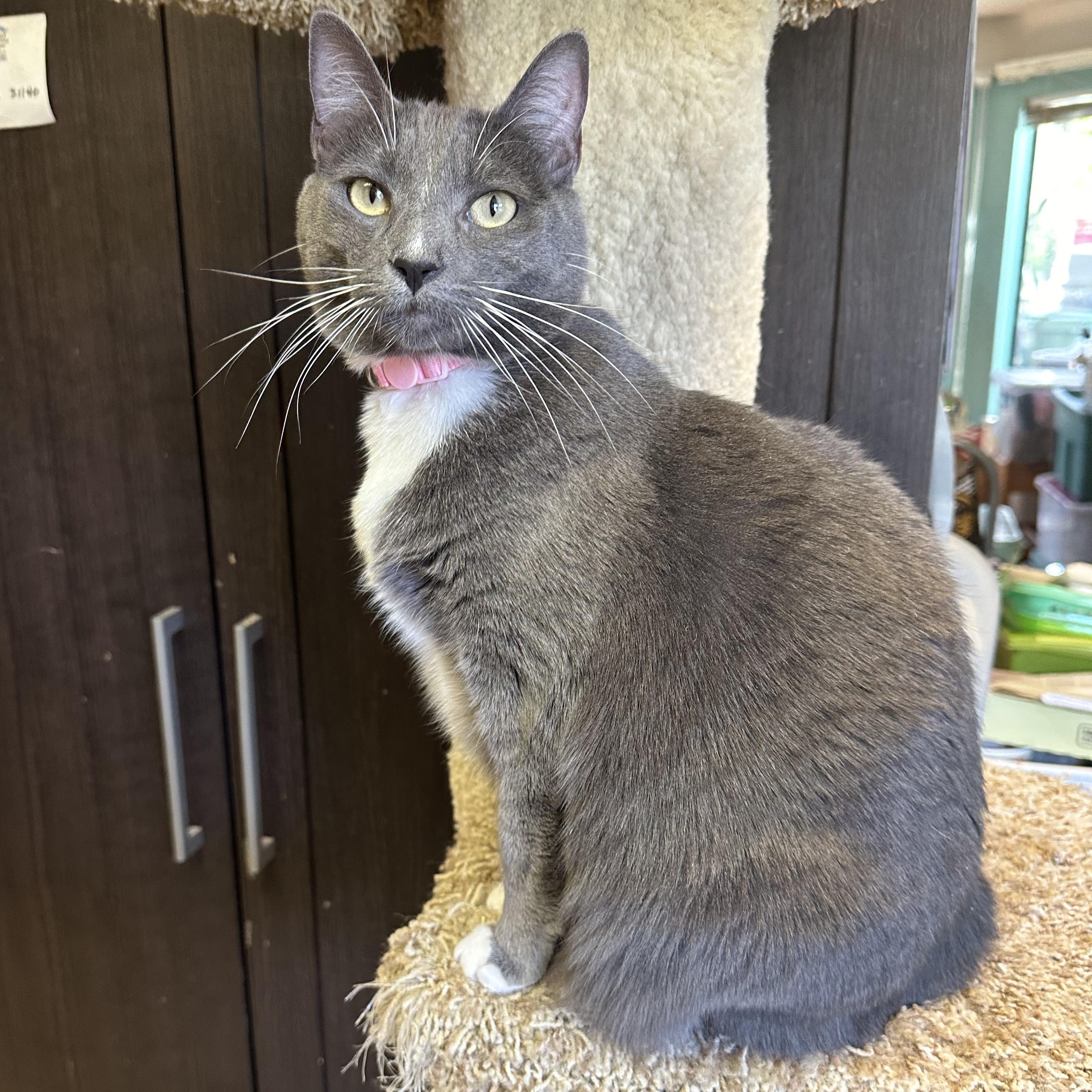Darjeeling, a ADOPTABLE mixed breed in Sherman Oaks, CA image 1/6