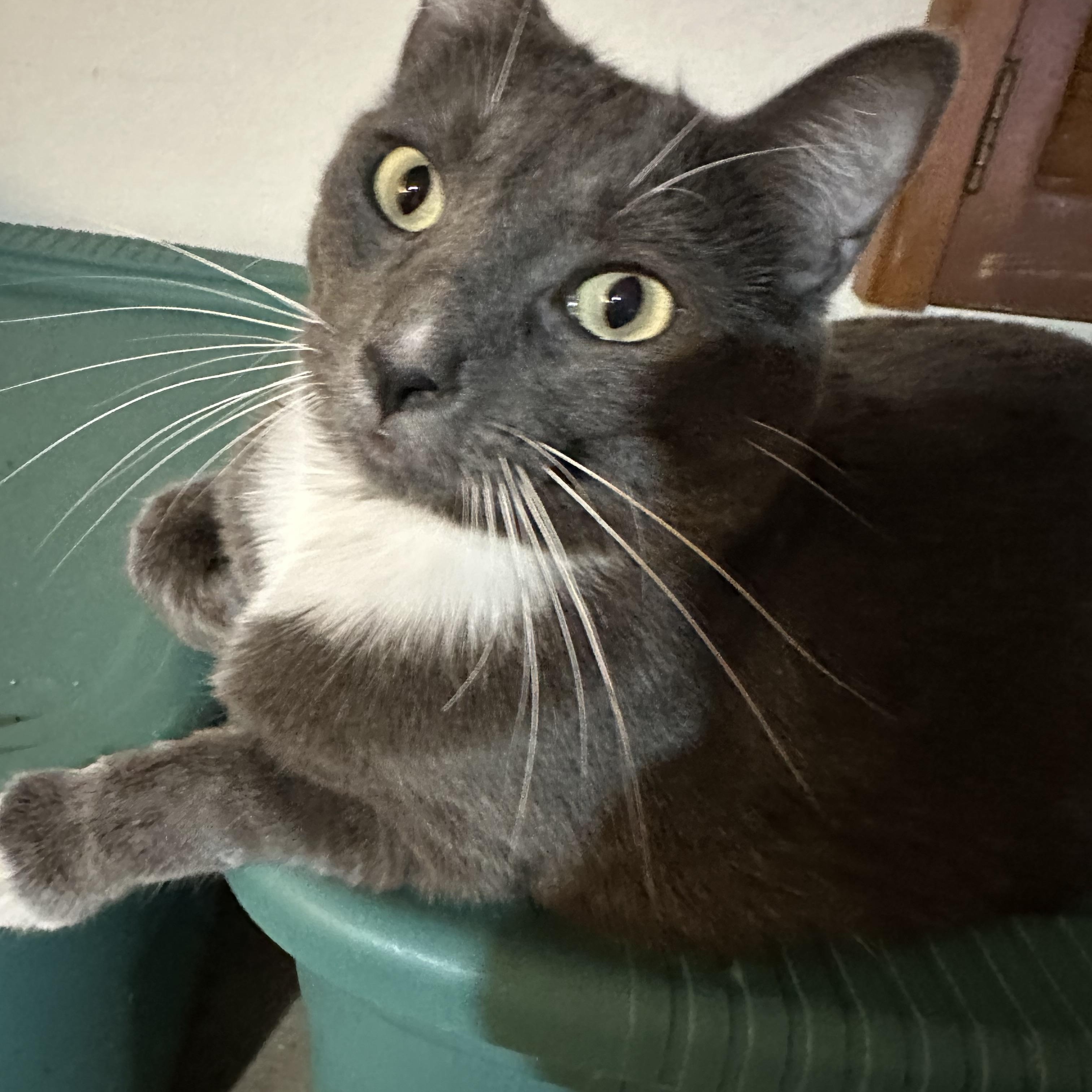 Darjeeling, a ADOPTABLE mixed breed in Sherman Oaks, CA image 6/6