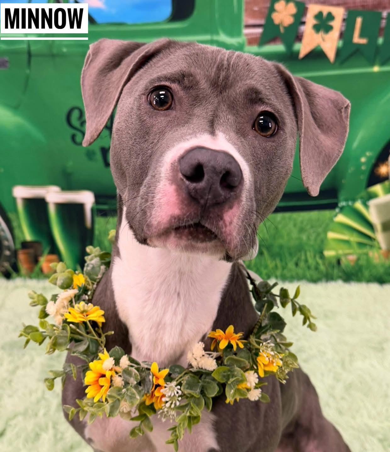 Enlarge Minnow, an adopted Mixed Breed in Flint, MI image 1/1