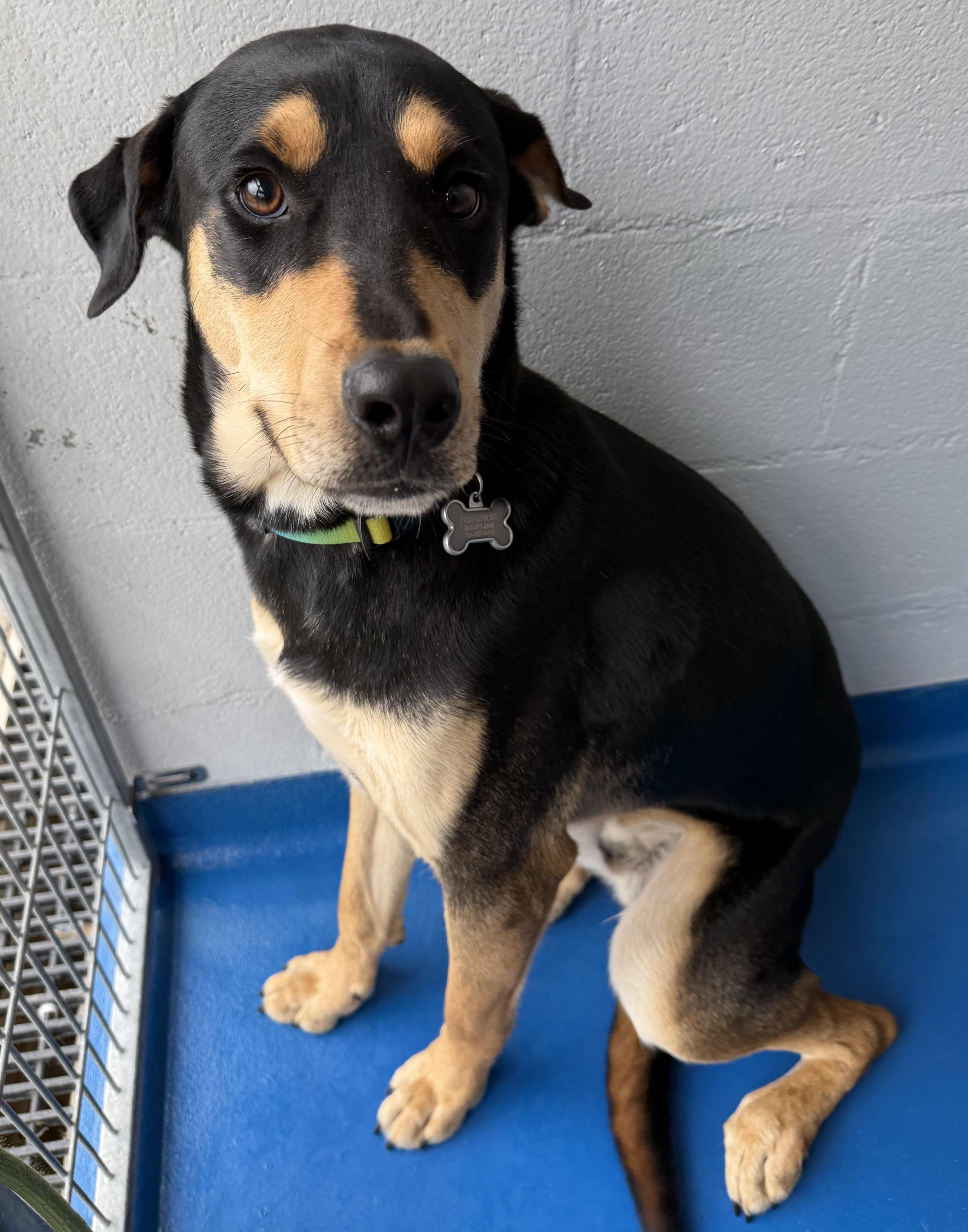 Enlarge Toby, an adopted mixed breed in Lancaster, SC image 3/4