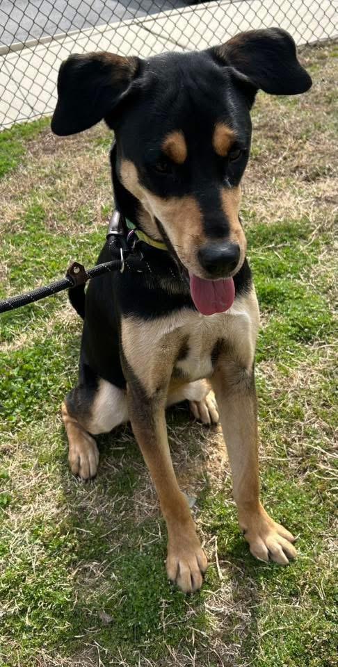 Enlarge Toby, an adopted mixed breed in Lancaster, SC image 4/4