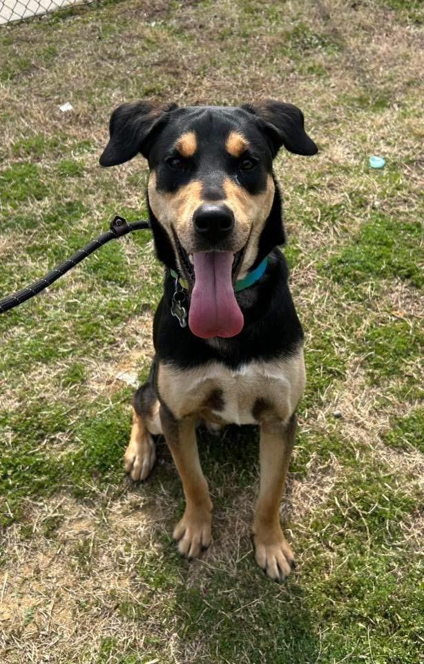 Enlarge Toby, an adopted mixed breed in Lancaster, SC image 1/4