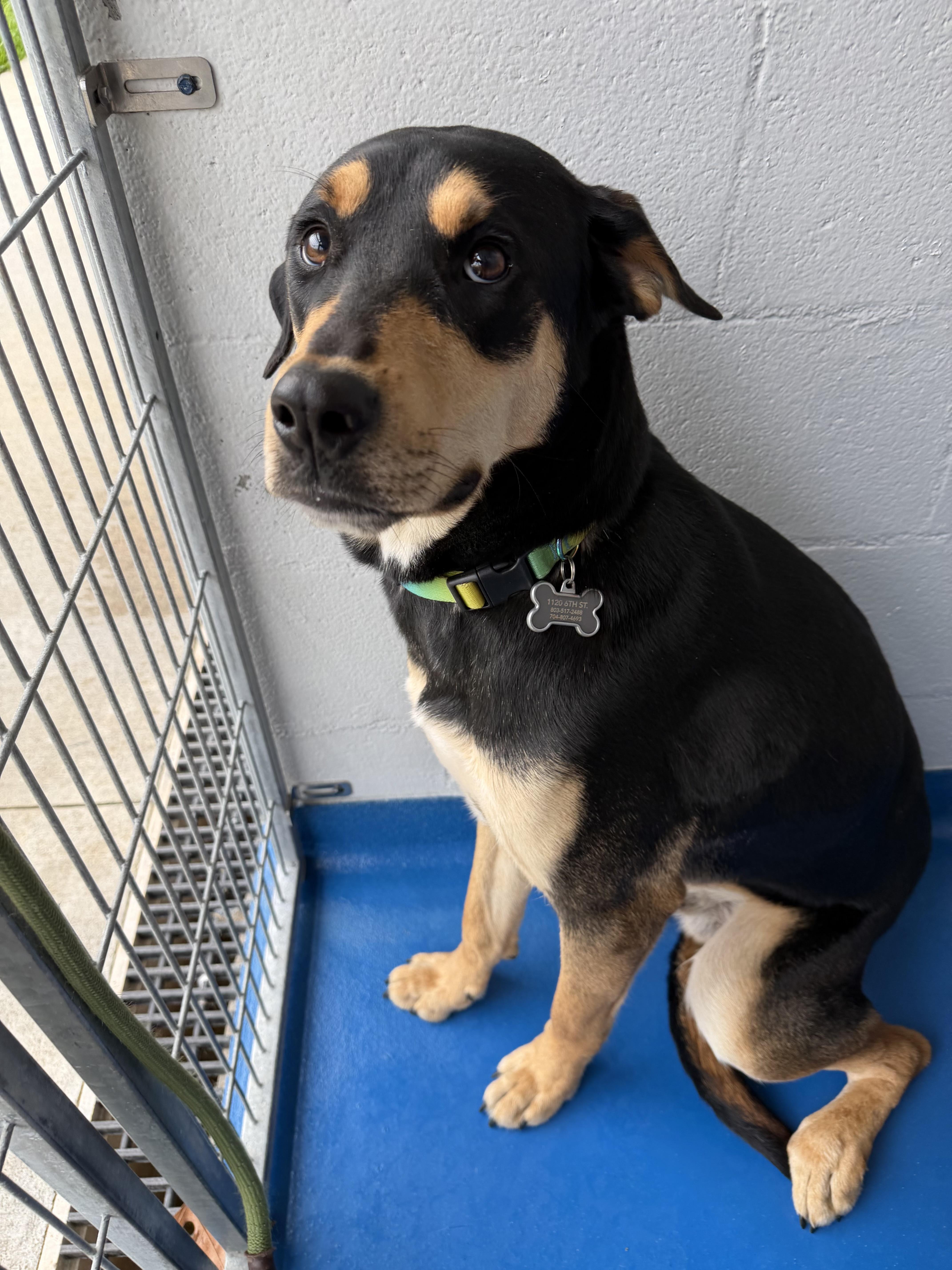 Enlarge Toby, an adopted mixed breed in Lancaster, SC image 2/4