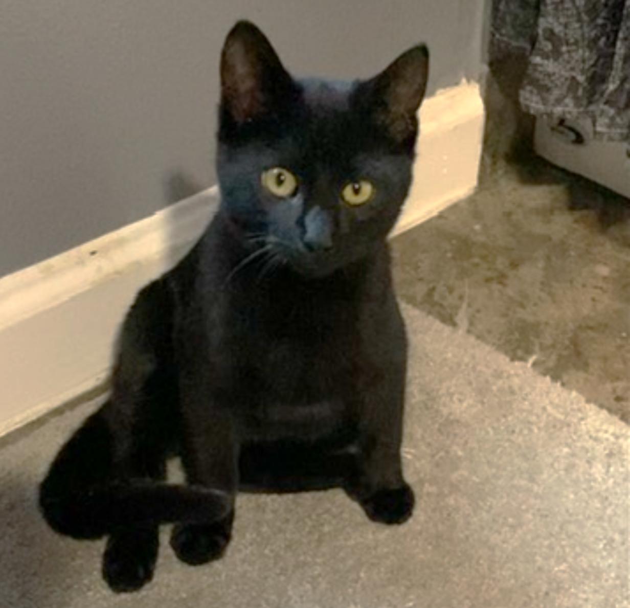 Onyx #check-meowt, Adopted, Kitten Male Bombay & Domestic Short Hair.