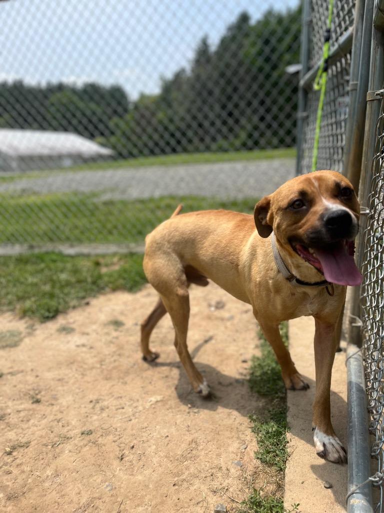 Jaxx, Adoptable, Adult Male Pit Bull Terrier.