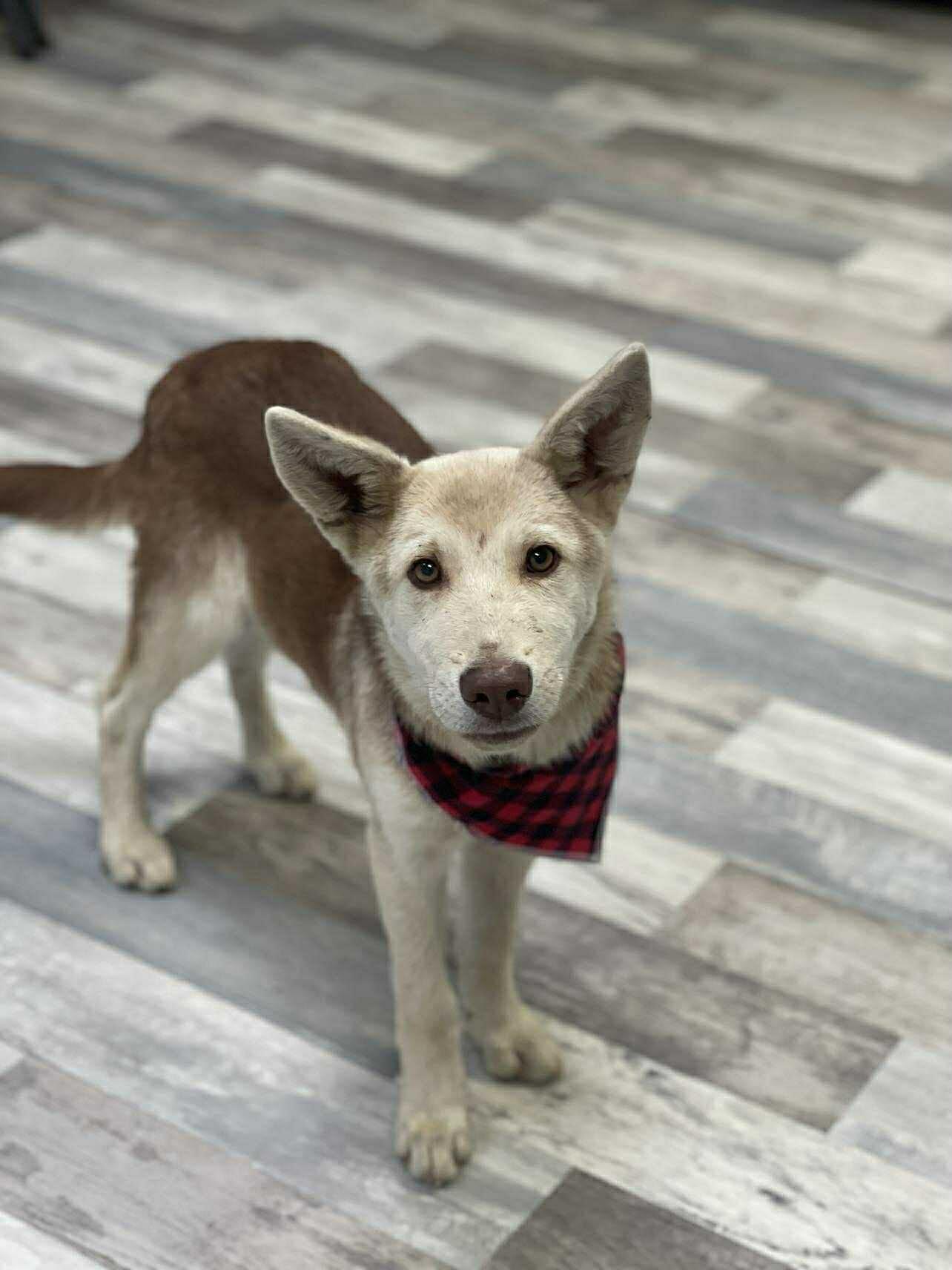 Radar the Husky Mix , Adoptable, Young Male Siberian Husky & Husky.