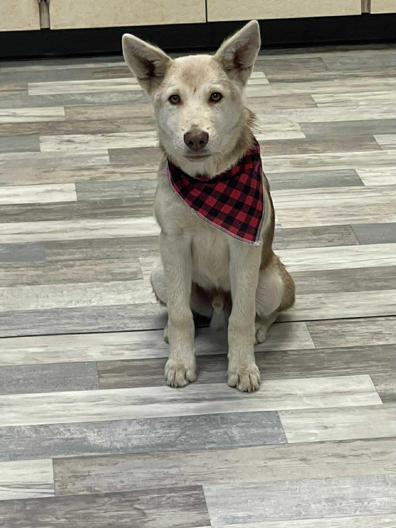 Radar the Husky Mix , a Adoptable mixed breed in Muskego, WI image 2/6