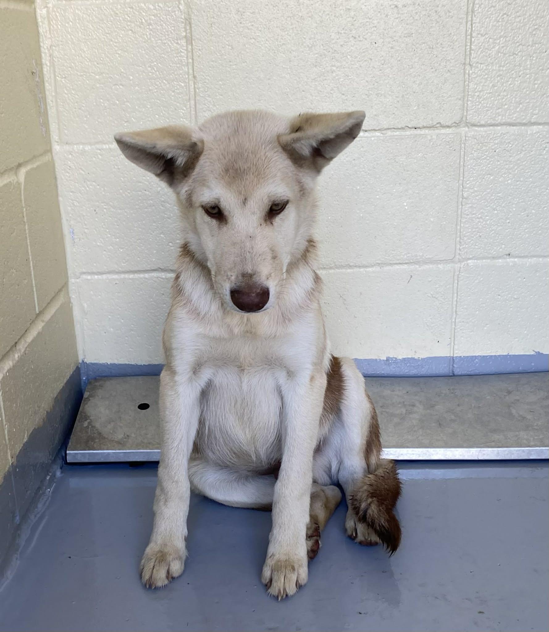 Radar the Husky Mix , a Adoptable mixed breed in Muskego, WI image 3/6
