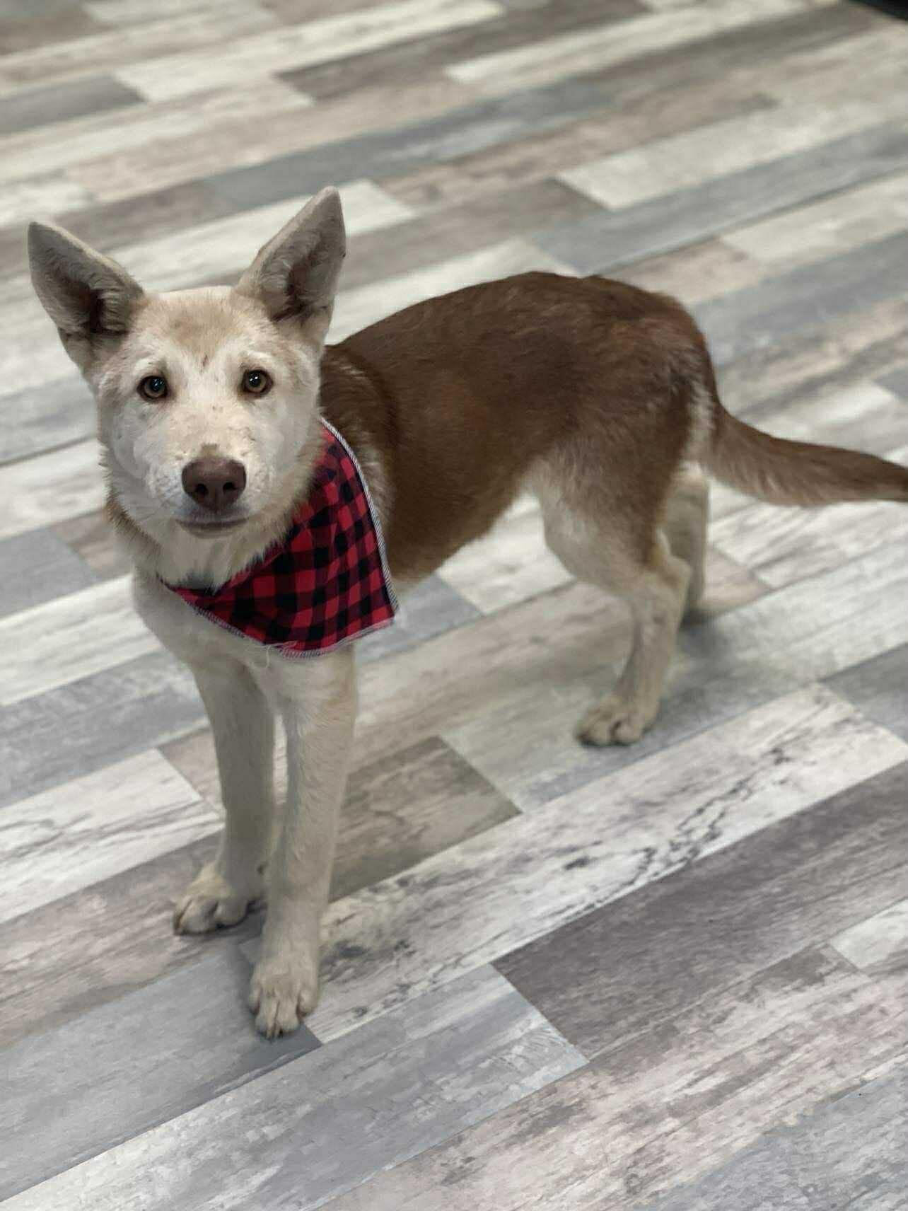 Radar the Husky Mix , a Adoptable mixed breed in Muskego, WI image 4/6