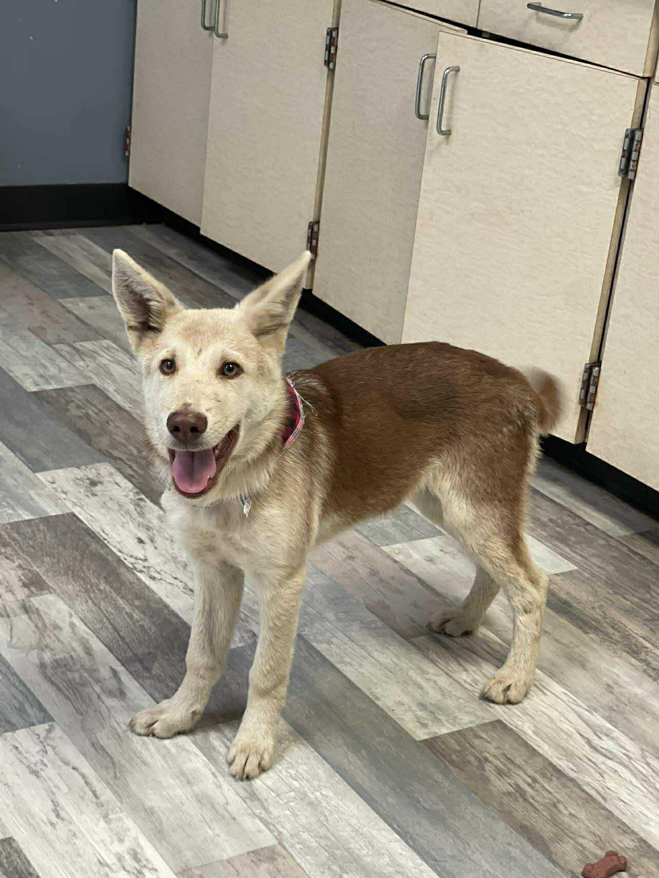 Radar the Husky Mix , a Adoptable mixed breed in Muskego, WI image 5/6