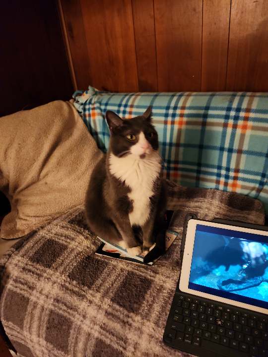 George, Adoptable, Adult Male Domestic Short Hair.